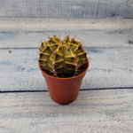 Gymnocalycium Friedrichii (Гимнокалициум)
