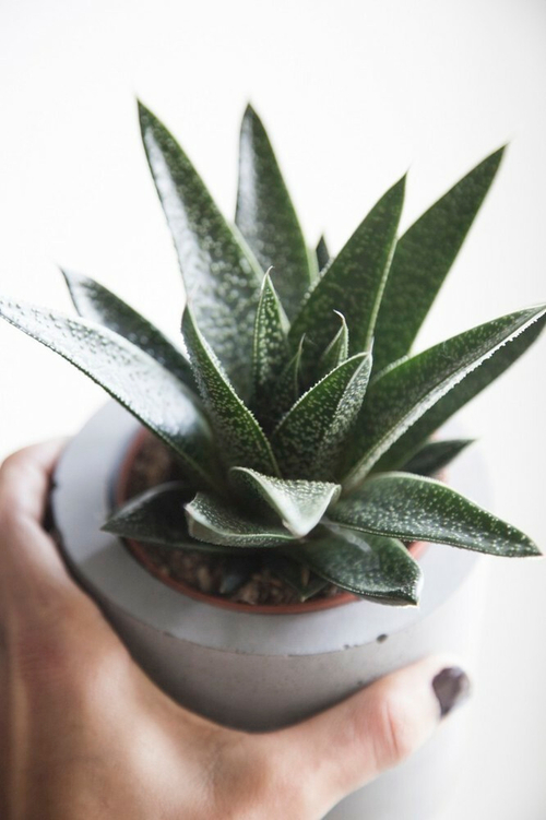 Алоэ Королевская корона