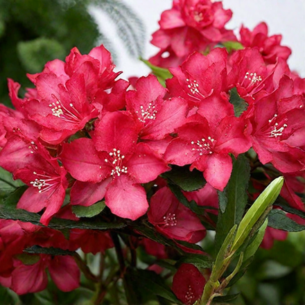 Рододендрон "Nova Zembla"