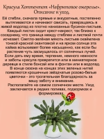 Красула Хоттентот Нефритовое ожерелье суккулент