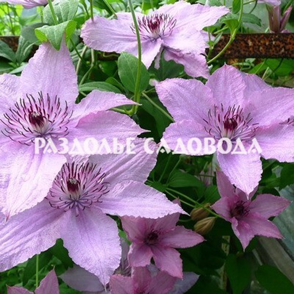 Клематис крупноцветковый Хэгли Хайбрид (Пинк Шифон)