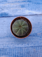 Euphorbia Obesa (Эуфорбия)