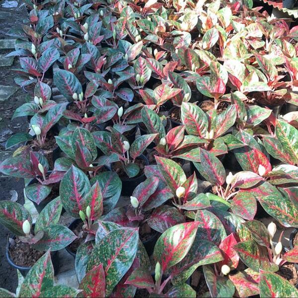 Аглаонема RED STARDUST / RED SABMONGKOL