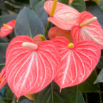 Антуриум Андре LIVIUM ORANGE (H73)