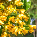 Петреовитекс бамбуколистный/Лиана Нонг-Нуч – Petreovitex bambusetorum