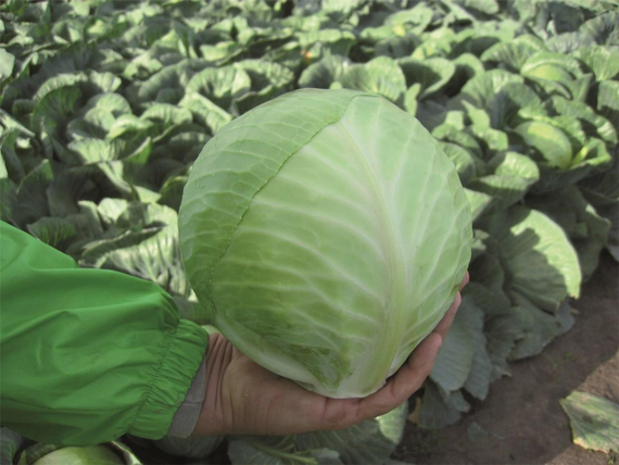 ХАРРИКЕЙН_F1_семена_капусты_белокочанной_Bejo_семена – фото 1