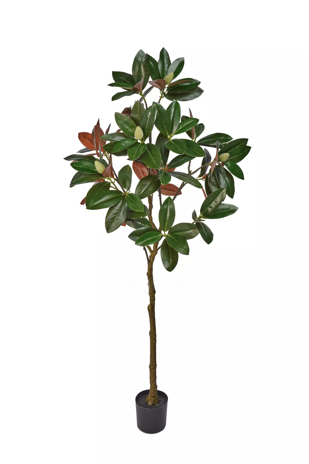 Дерево Магнолии в кашпо 180см