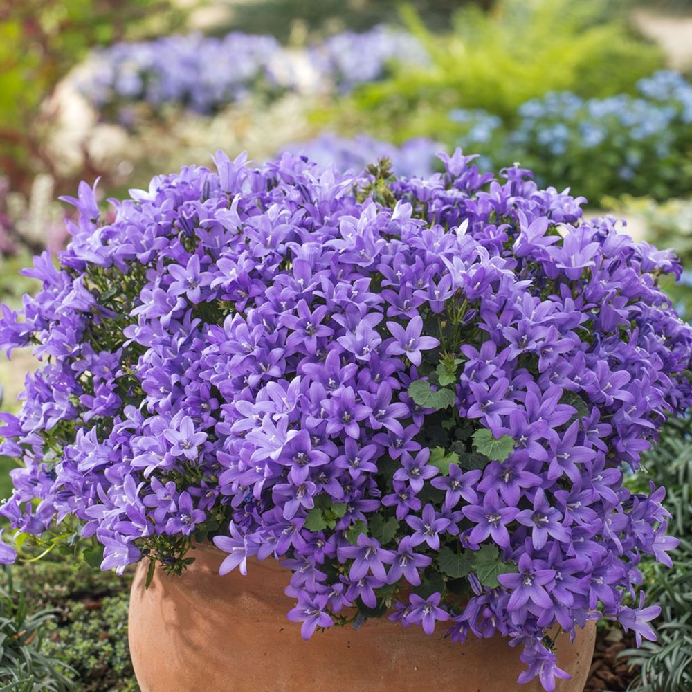 Кампанула