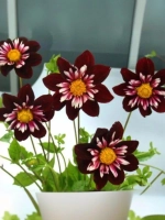 Георгин воротничковый Найт Баттерфляй