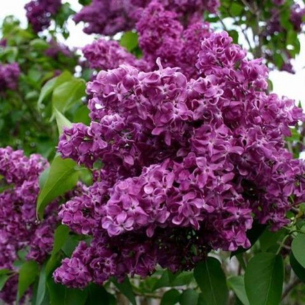 Сирень "Charles Joly"