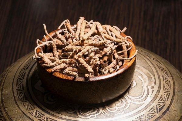 Рискуя жизнью – как собирают кордицепс