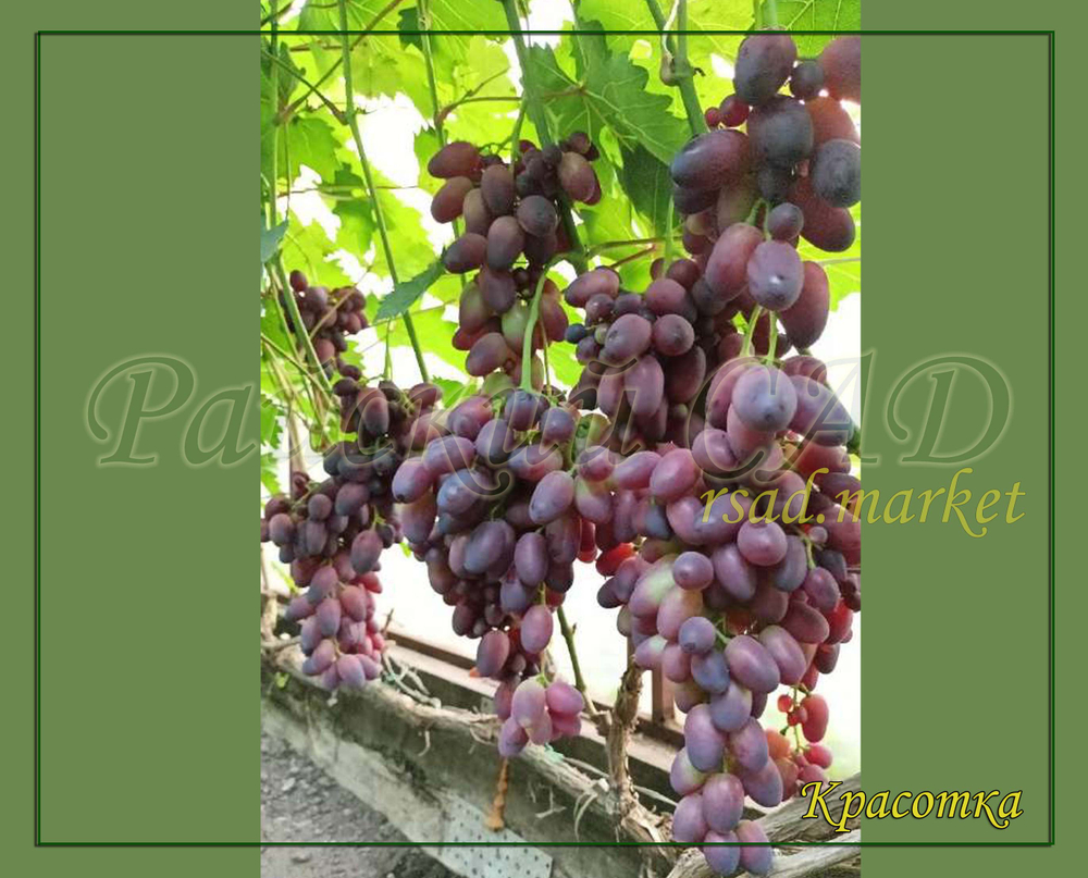 Виноград Красотка