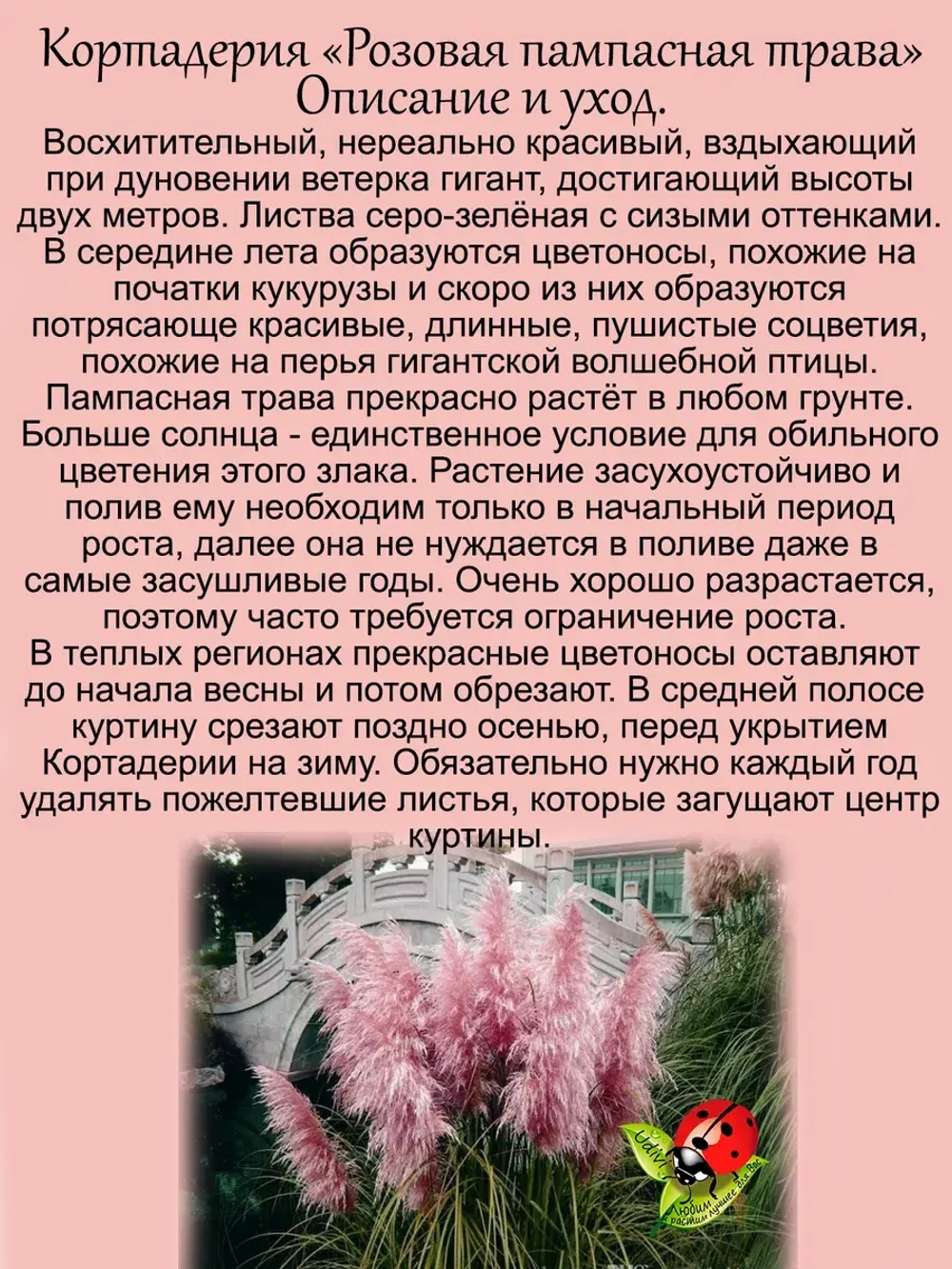 Пампасная трава Розовое облако