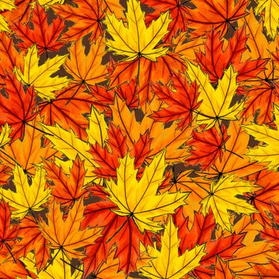 Осенние кленовые листья