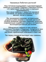 Живучка Металлика Криспа аюга