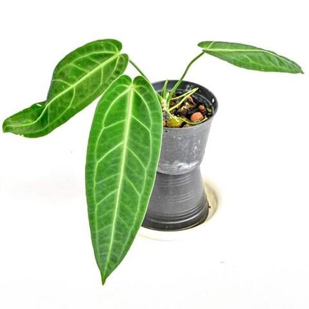 Антуриум WAROCQUEANUM DARK&NARROW S