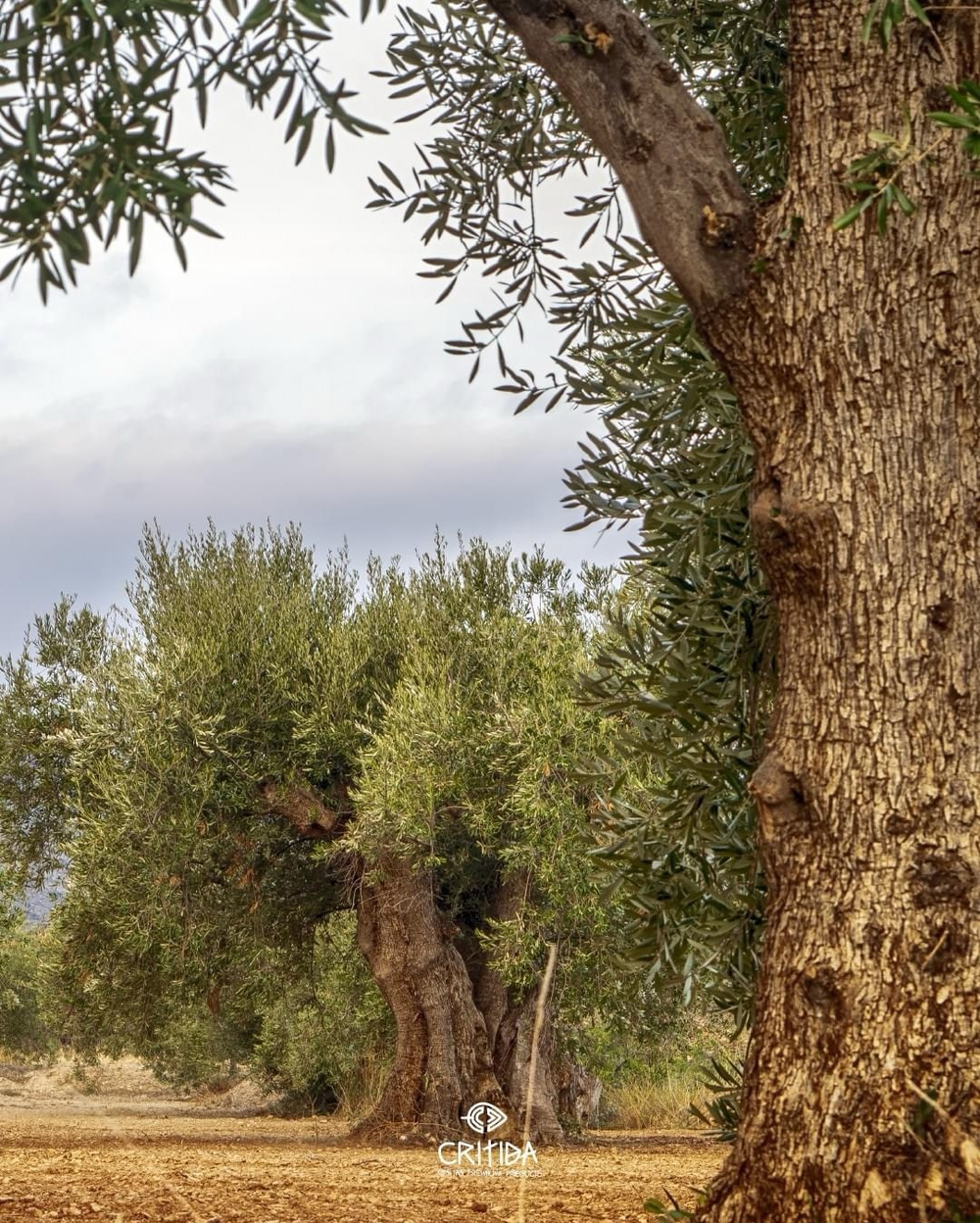 Оливковое масло Critida Oliеna Supеrrior Catеgory, 0,5 л, Греция