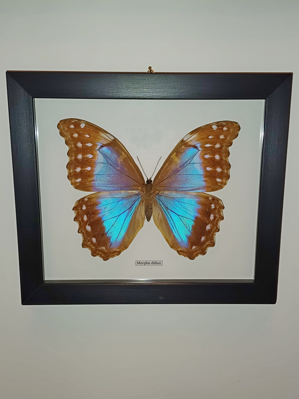 Бабочка Morpho didius самка в рамке
