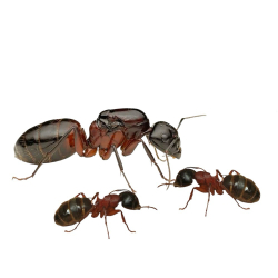Муравьи Camponotus herculeanus (Красногрудый муравей-древоточец)