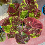 Каладиум MORNING STAR