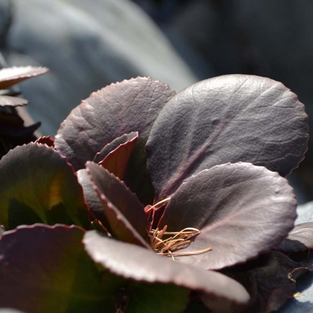 Бадан (лист) 500 г