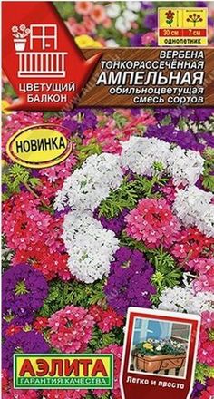 Вербена