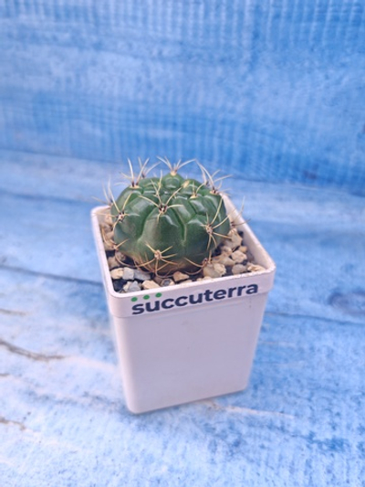 Matucana Aureiflora (Матукана)