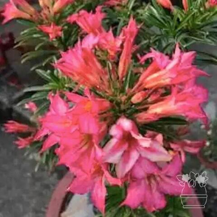 Адениум обесум 181 Hồng Vạn Niên