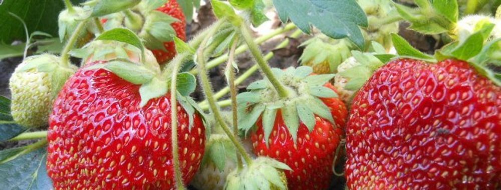 Купить Саженцы Клубники Зефир В Беларуси