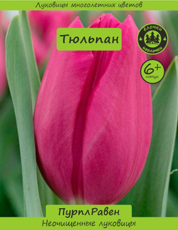 Тюльпан Луковица, Пурпл Равен, 6+ шт