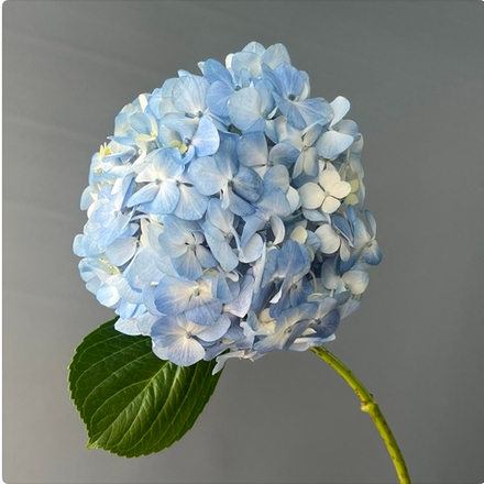 Гортензия голубая