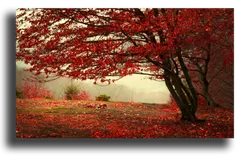 Постер "Красный листопад"