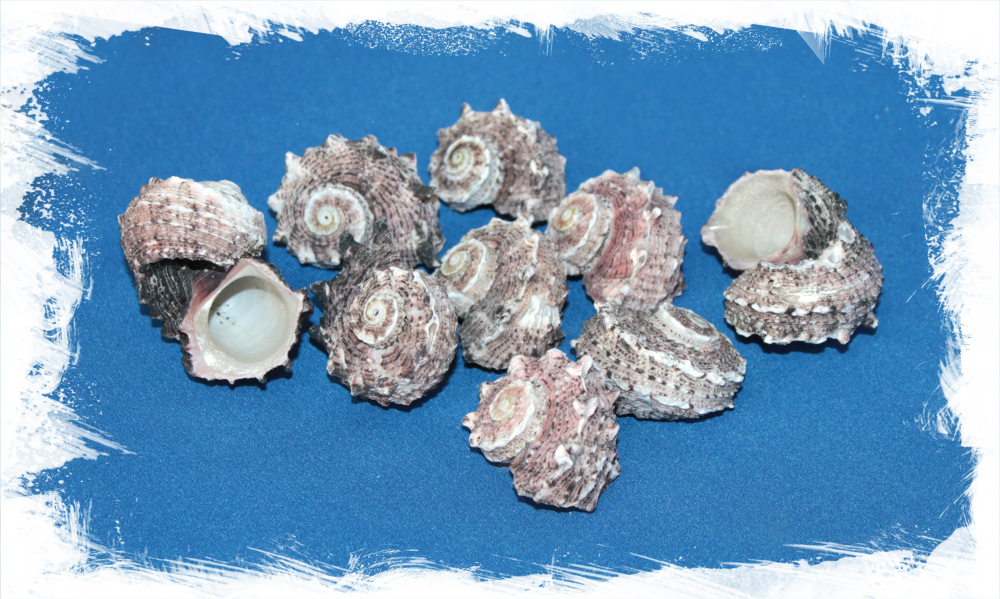 Ракушка Ангария