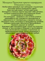 Молодило Пушистое красно-изумрудное