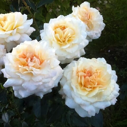 Роза флорибунда Маржолен С6