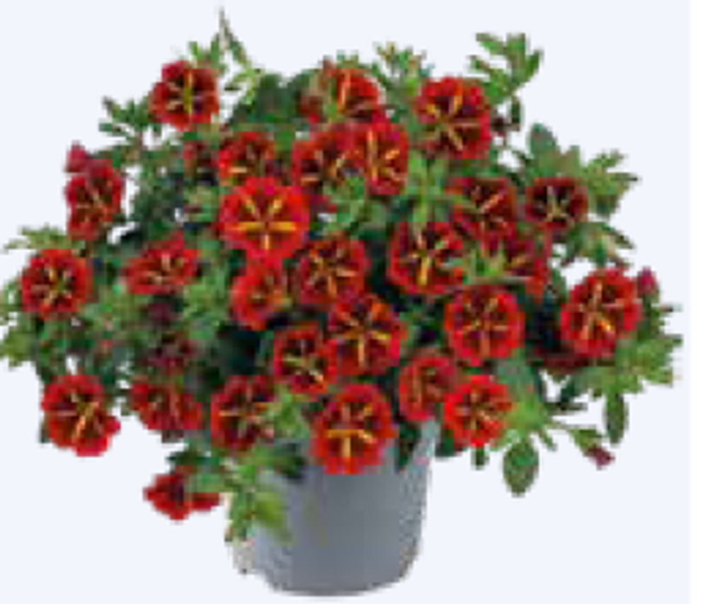 ЕВРО Калибрахоа Cabaret® Special Red Star укорененный черенок ОКС февраль 26 Florensis