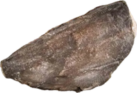 Палтус