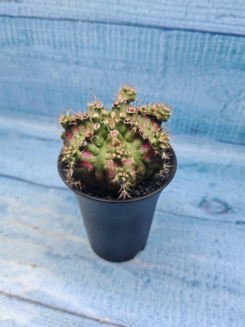 Gymnocalycium T-Rex Pink hybride (Гимнокалициум T-rex)