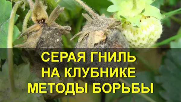 Серая гниль на клубнике: как спасти урожай, если июнь выдался дождливым