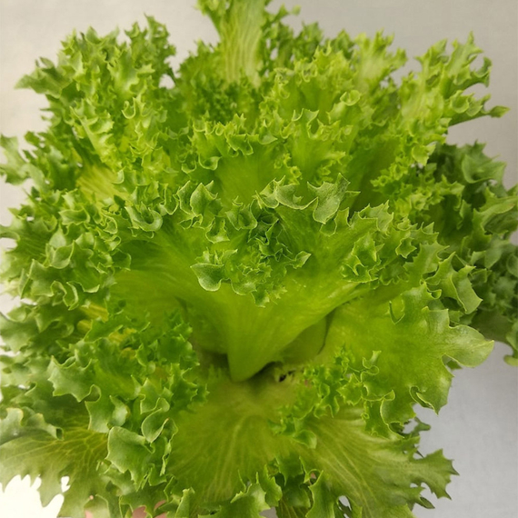 ЛАЛИК семена салата Rijk Zwaan характеристика – фото 6