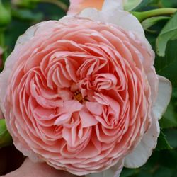 Вильям Моррис (William Morris)