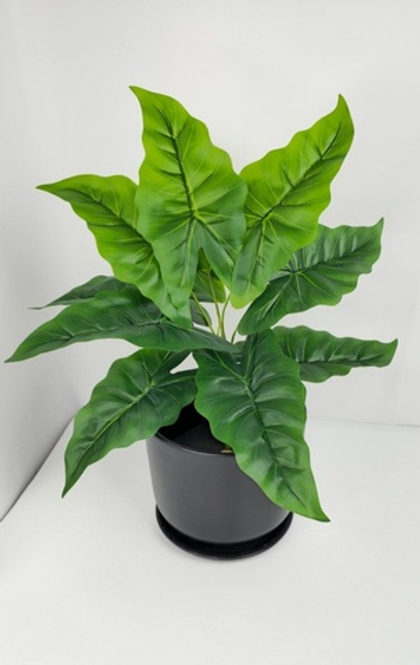 Алоказия / Арт 6241