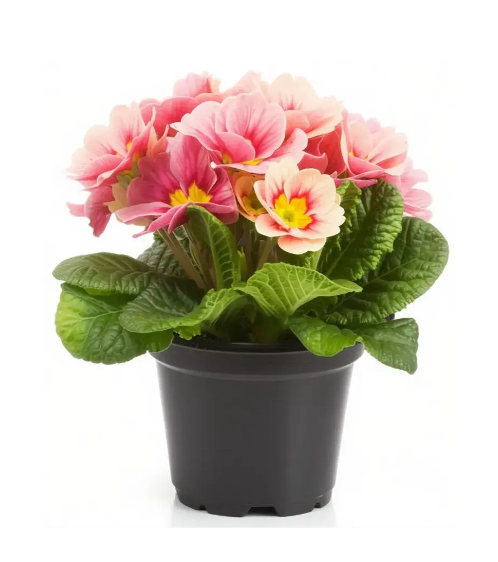 Примула садовая