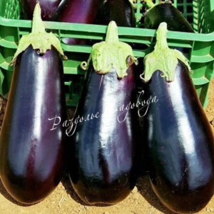 Баклажан Галич