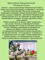 Крестовник Гвозделистный Макси