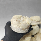 Зерномицелий ежовика