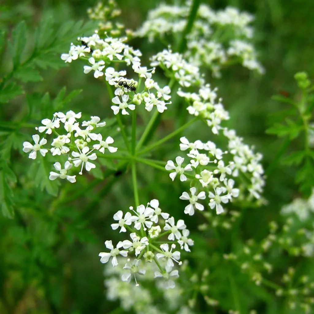 Болиголов крапчатый (трава)