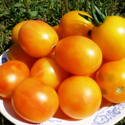 Помидоры Алыча