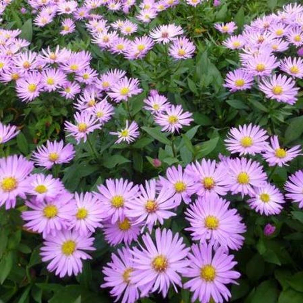 Астра кустарниковая &quot;Herbstgruss von Bresserhof&quot;. Aster dumosus &quot;Herbstgruss von Bresserhof&quot;.