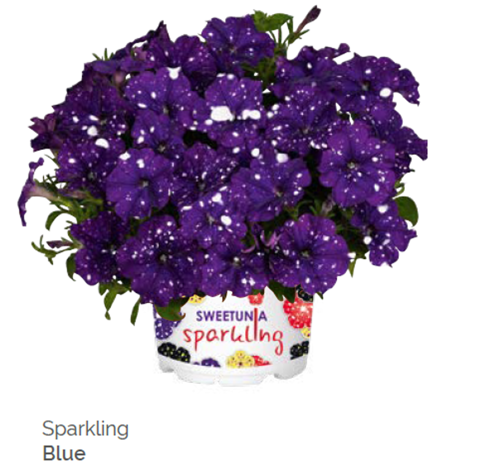 Петуния Sparkling Blue укорененный черенок ОКС конец ноября